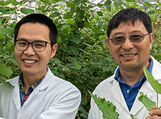 Photo of Yunjun Zhao and Chang-Jun Liu with poplar plants in the greenhouse at Brookhaven National L