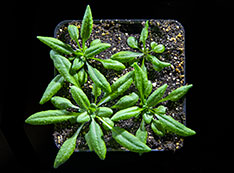 Photo of the fast-growing plant Arabidopsis
