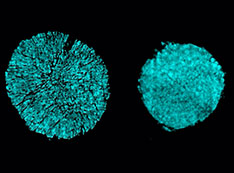 left image shows the cracking of a particle in one electrode of a battery cell that used a conventio