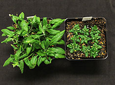 Photo of Arabidopsis plants (left) deficient in sterol (right)