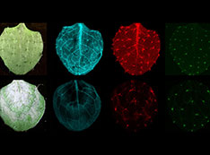 Top, a normal leaf's nutrient distribution. Bottom, distribution in a light-bleached mutant lea