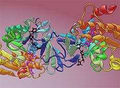 Diagram depicts the crystal structure of Mak1 bound to the drug acarbose (black, red and blue stick