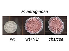 Biofilm graphic