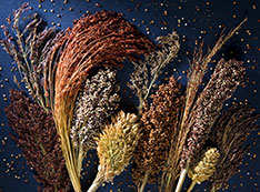 Photo of sorghum on dark blue background