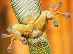 Photo of gecko feet