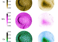 Image shows the different elements that can be found in the interphase and how they are distributed