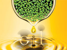 Digital illustration of green duckweed plant dripping into pool of gold oil