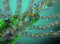 Illustration of bacteria producing nanowires