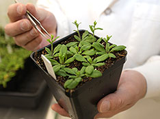 Science holds green crop plant
