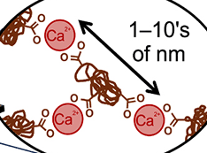 membrane image