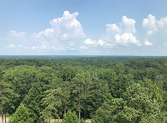 View of a forest of green trees under a blue, cloudy sky