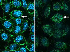 Receptor proteins