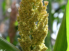 Sorghum