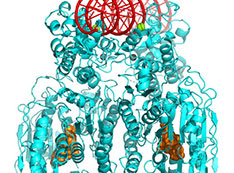 3-D structure of CBASS Cap5 protein tetramer