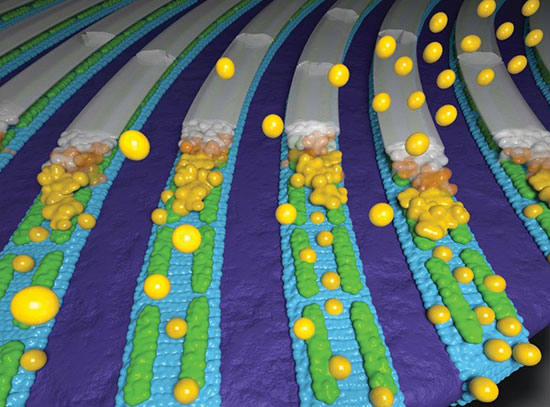 Block copolymer nanopatterns (blue/violet) template assembly of peptide nanoribbons (green)