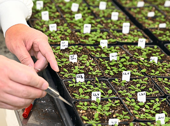 Arabidopsis plants