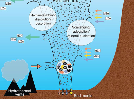 Water-column pZn and dZn concentrations
