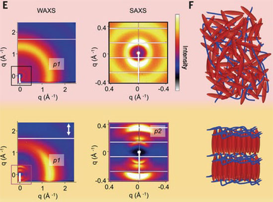 schematics of molecular packing of the liquid crystal