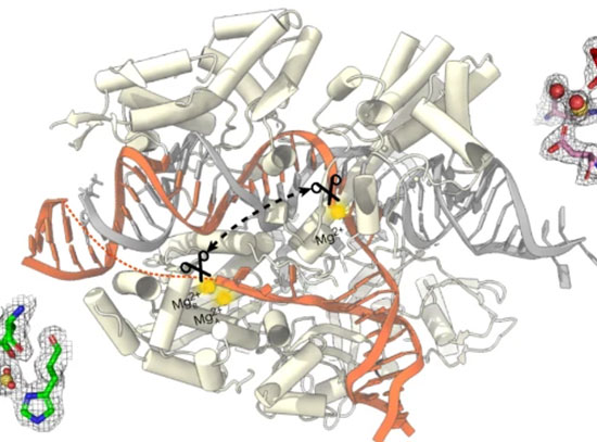 illustration showing the CRISPR-Cas9 enzyme performing near-simultaneous cutting of two strands of D