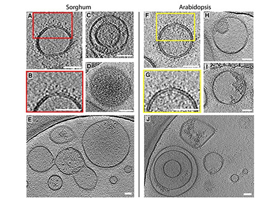 sorghum and arabidopsis analysis