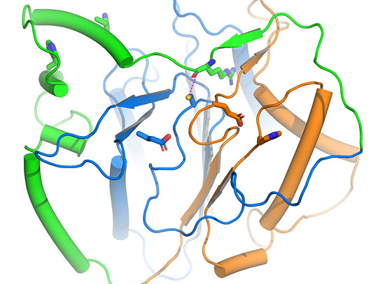 3D structure of plant Metacaspase 9 from Arabidopsis with green, blue, and orange ribbon structures.
