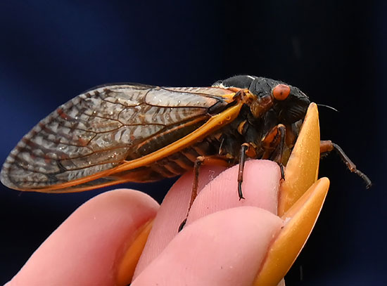 A cicada perched on a person's fingertips