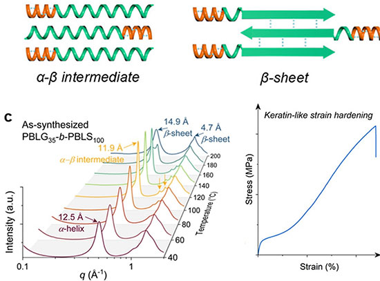 (Top) Stretched synthetic copolypeptides with Transformable PBLS or PBLC Segments. (Bottom) In situ 