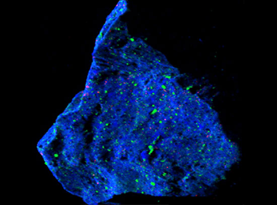 Asteroid sample grain