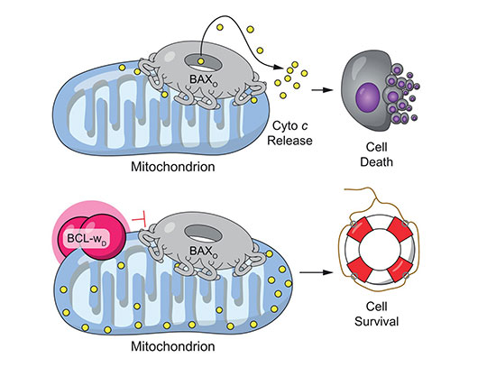 Membrane illustrations