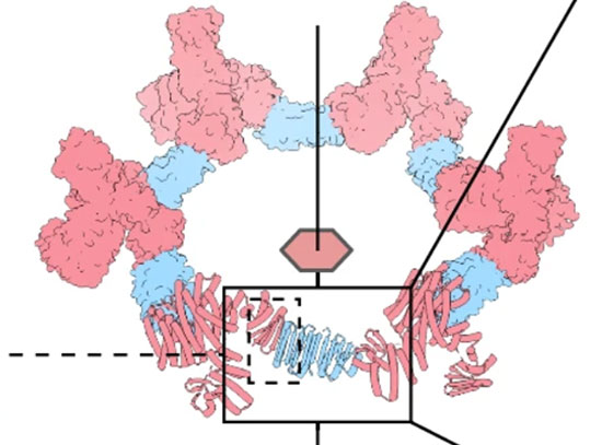 Design strategy for generating spherical protein cages.