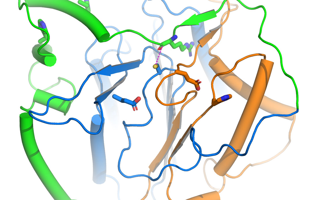 3D structure of plant Metacaspase 9 from Arabidopsis with green, blue, and orange ribbon structures.