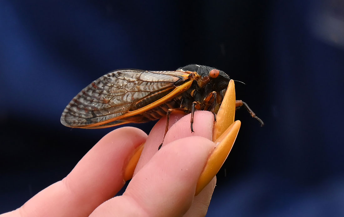 A cicada perched on a person's fingertips