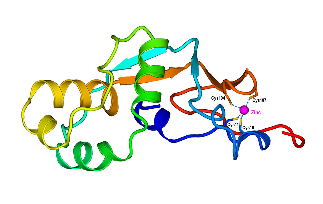 Zinc-binding protein model