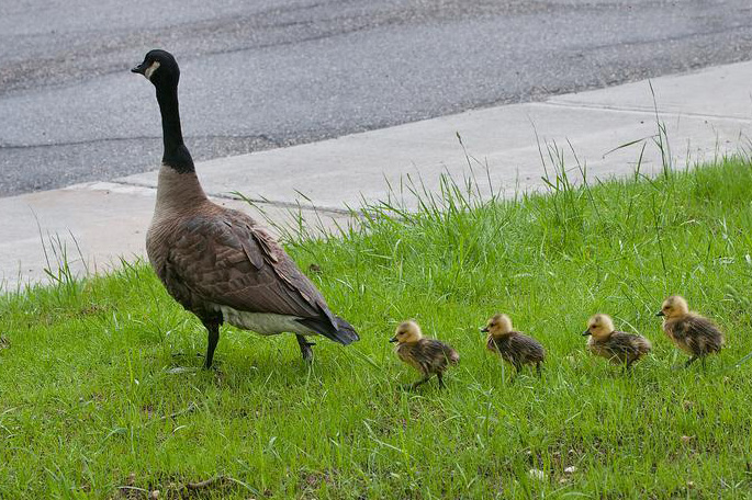 photo of goose and goslings crossing a road