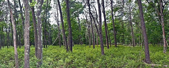 L.I. pine barrens