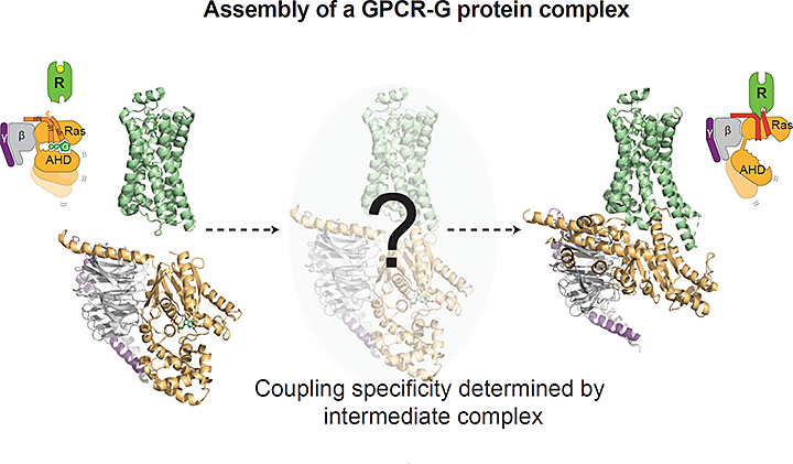 Assembly of a GPCR-G protein complex