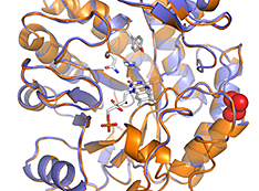 Superimposed x-ray crystal structures of GluER-T36A and GluER with the T36A mutation highlighted in