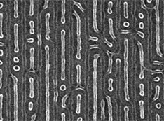 Scanning-electron microscopy image